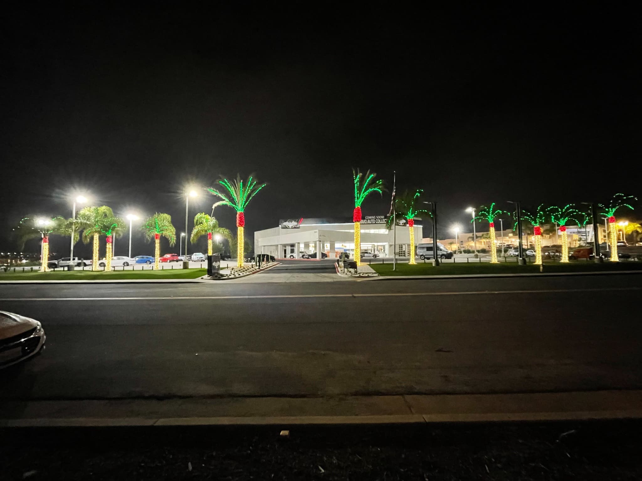 Commercial Palms