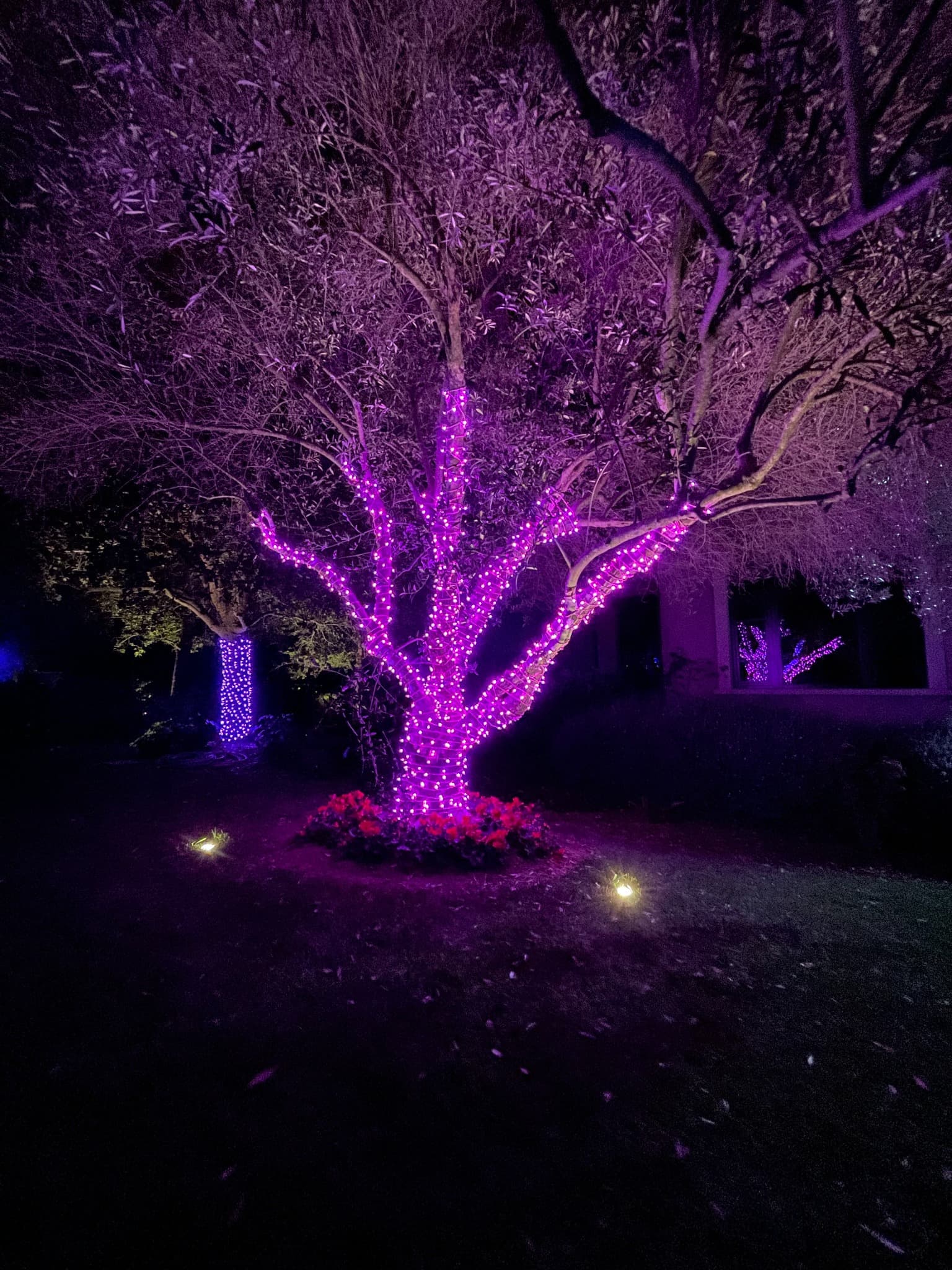 Magenta Tree