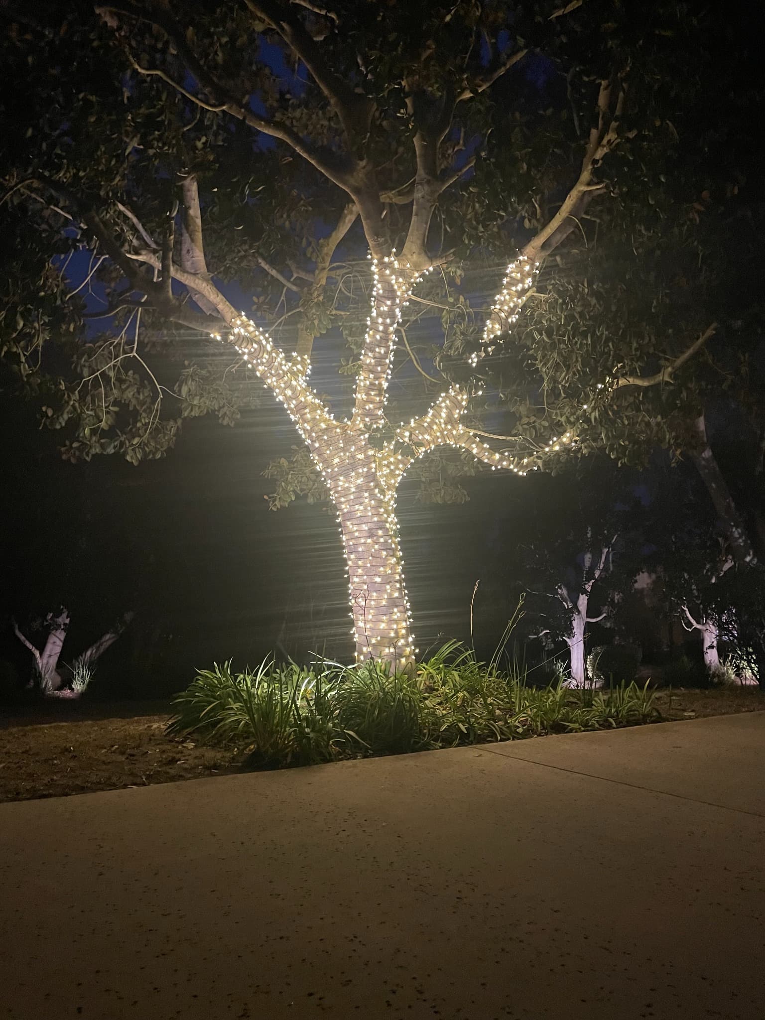 White Tree